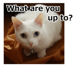 White & Calico cat photo sticker English sticker #14779552