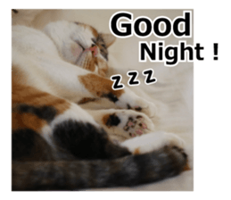 White & Calico cat photo sticker English sticker #14779553