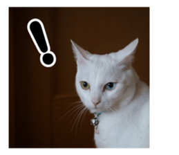 White & Calico cat photo sticker English sticker #14779554