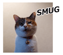 White & Calico cat photo sticker English sticker #14779555