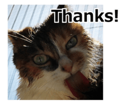 White & Calico cat photo sticker English sticker #14779556