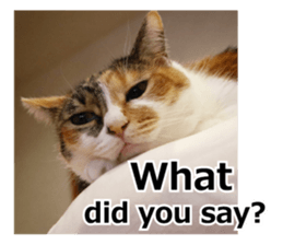 White & Calico cat photo sticker English sticker #14779557