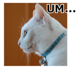 White & Calico cat photo sticker English sticker #14779558