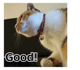 White & Calico cat photo sticker English sticker #14779559