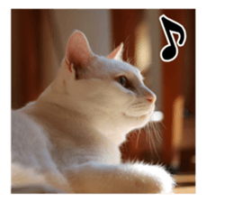 White & Calico cat photo sticker English sticker #14779560