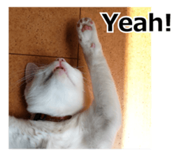 White & Calico cat photo sticker English sticker #14779561