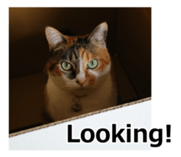 White & Calico cat photo sticker English sticker #14779562