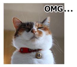 White & Calico cat photo sticker English sticker #14779563