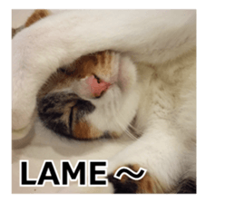 White & Calico cat photo sticker English sticker #14779564