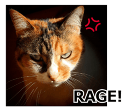 White & Calico cat photo sticker English sticker #14779565