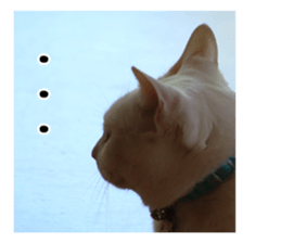 White & Calico cat photo sticker English sticker #14779566