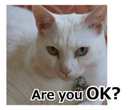 White & Calico cat photo sticker English sticker #14779567