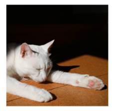 White & Calico cat photo sticker English sticker #14779568