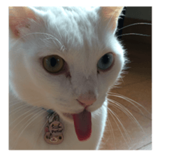 White & Calico cat photo sticker English sticker #14779569