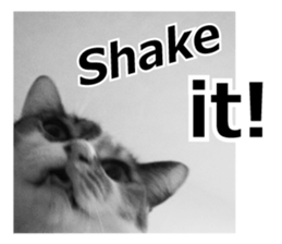 White & Calico cat photo sticker English sticker #14779570