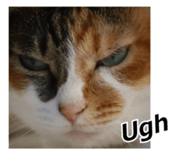 White & Calico cat photo sticker English sticker #14779571