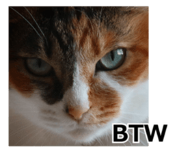 White & Calico cat photo sticker English sticker #14779572