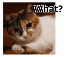 White & Calico cat photo sticker English sticker #14779573