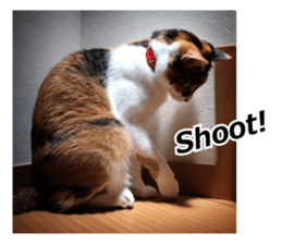 White & Calico cat photo sticker English sticker #14779574