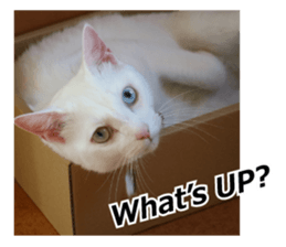 White & Calico cat photo sticker English sticker #14779575