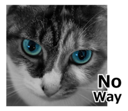 White & Calico cat photo sticker English sticker #14779576