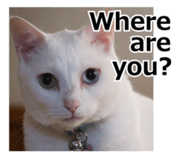 White & Calico cat photo sticker English sticker #14779577