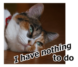 White & Calico cat photo sticker English sticker #14779578