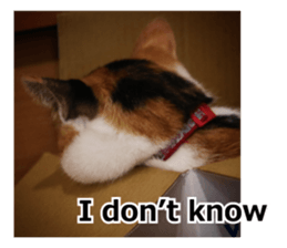 White & Calico cat photo sticker English sticker #14779579