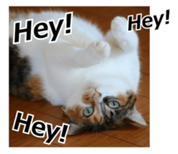 White & Calico cat photo sticker English sticker #14779580
