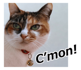 White & Calico cat photo sticker English sticker #14779581