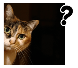 White & Calico cat photo sticker English sticker #14779582