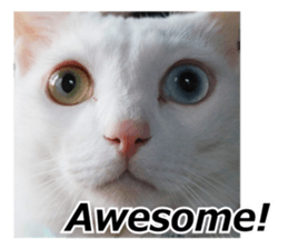 White & Calico cat photo sticker English sticker #14779583