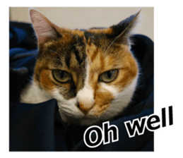 White & Calico cat photo sticker English sticker #14779584