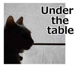 White & Calico cat photo sticker English sticker #14779585