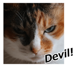 White & Calico cat photo sticker English sticker #14779586