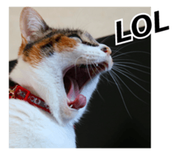 White & Calico cat photo sticker English sticker #14779587