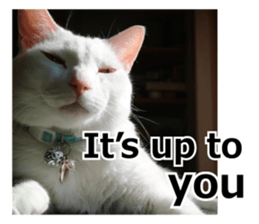 White & Calico cat photo sticker English sticker #14779588