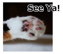 White & Calico cat photo sticker English sticker #14779589