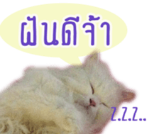 Tang and Ty buddy Cat & Dog sticker #14783304