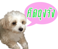 Tang and Ty buddy Cat & Dog sticker #14783305