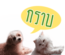 Tang and Ty buddy Cat & Dog sticker #14783309