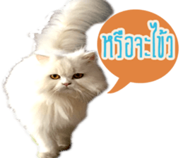 Tang and Ty buddy Cat & Dog sticker #14783313