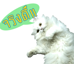 Tang and Ty buddy Cat & Dog sticker #14783317