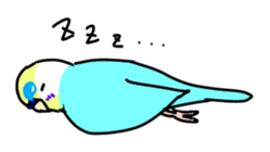 Normal and English Budgies English ver sticker #14783767