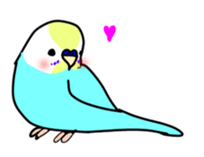 Normal and English Budgies English ver sticker #14783777