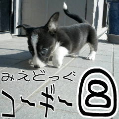 MIEDOG Welsh Corgi Cardigan sticker 8