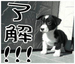 MIEDOG Welsh Corgi Cardigan sticker 8 sticker #14783911