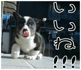MIEDOG Welsh Corgi Cardigan sticker 8 sticker #14783912