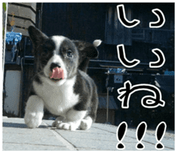MIEDOG Welsh Corgi Cardigan sticker 8 sticker #14783912