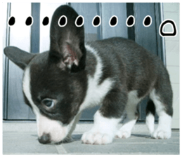 MIEDOG Welsh Corgi Cardigan sticker 8 sticker #14783915